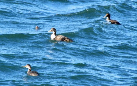 Red-necked Grebe with Common Eider