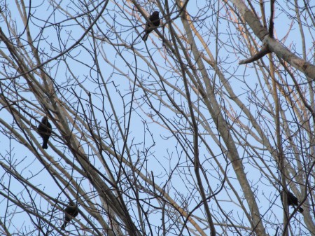 6 chattering noisily in the tree. Waiting for me to scatter the corn and seed.