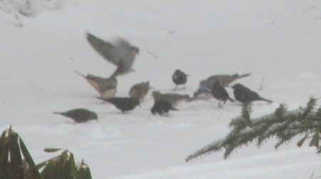 During a blizzard, all six Rusty Blackbirds feeding on ground.
